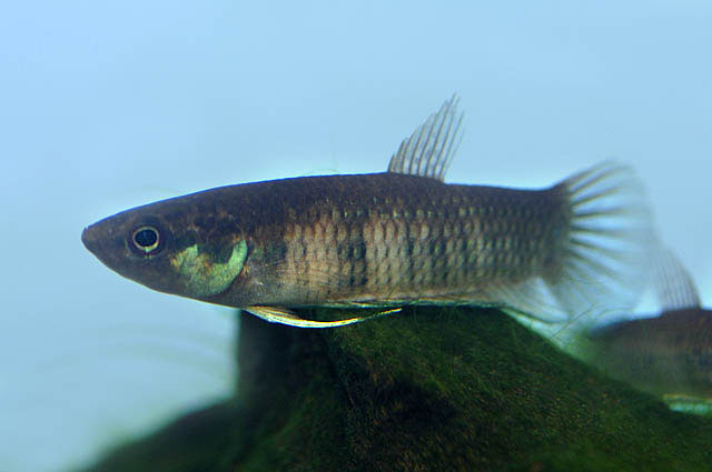 Betta breviobesus Tan & Kottelat, 1998